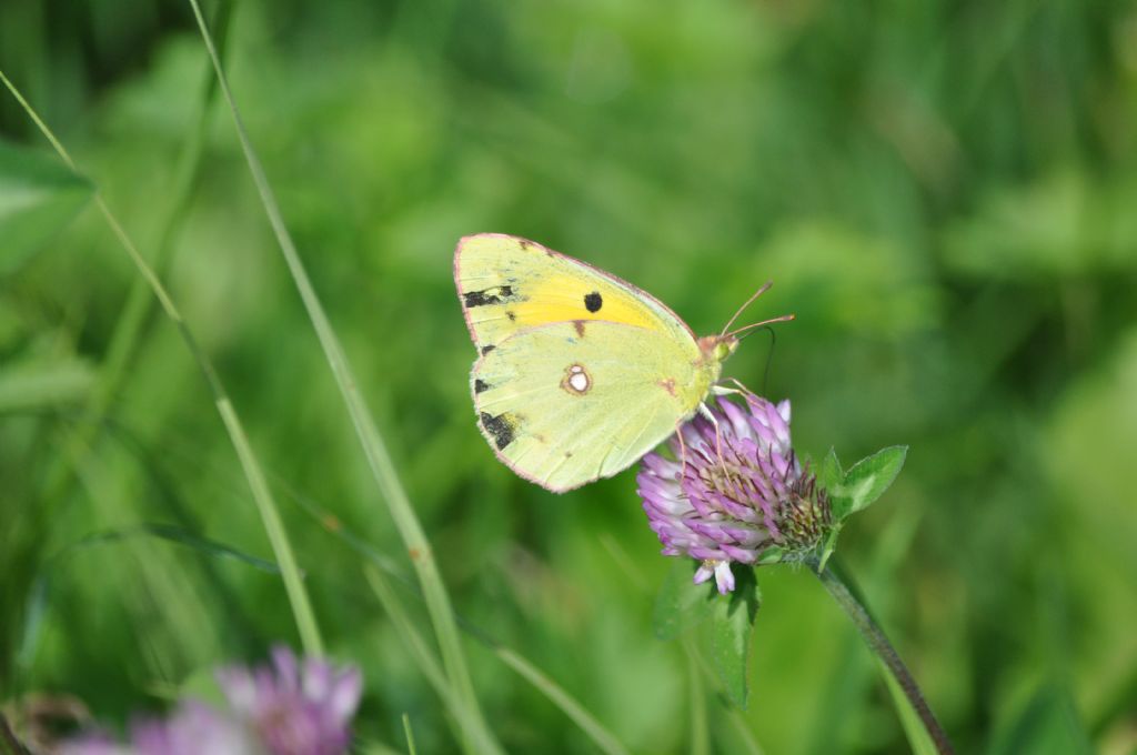 Colias croceus, femmina?  S !